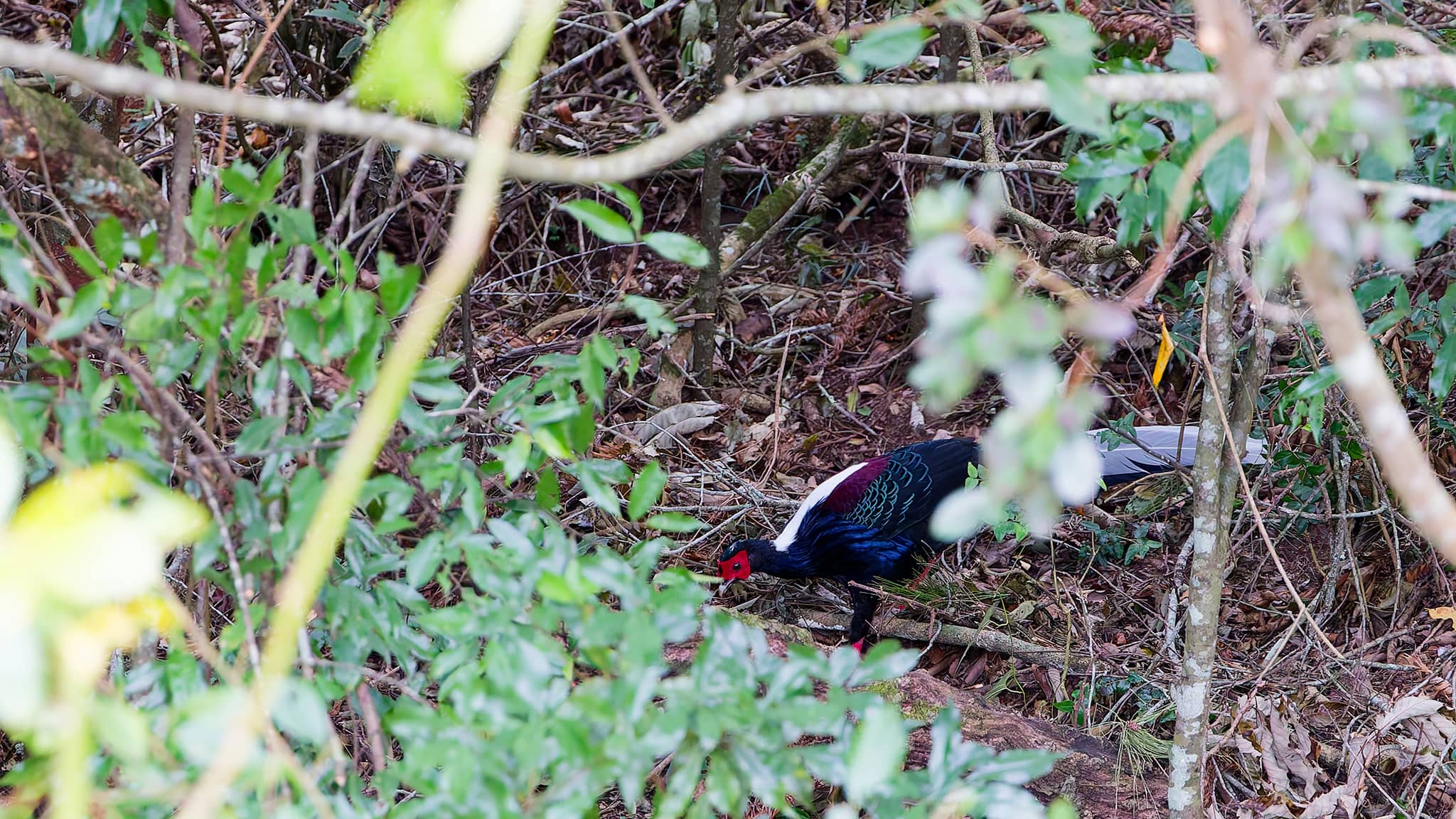 03 - Hehuanshan (45).jpg